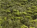 Forest of tree ferns