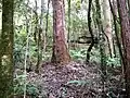 Large blackbutt - Ferndale Park