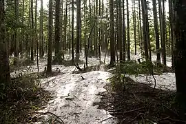 A view from the forest in Oze natural park, Uonuma