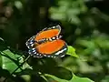 Kibale Forest, Uganda