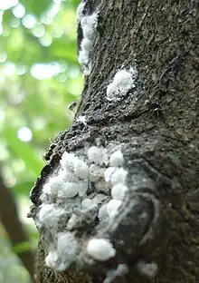 Formica fusca ants tending a herd of mealybugs