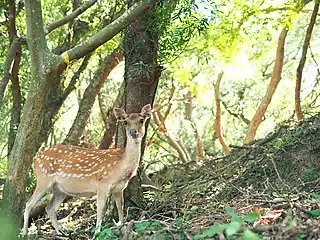 A Formosan sika deer on the island