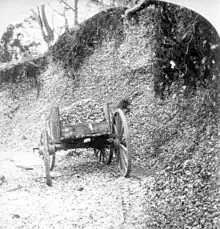 Black and white photo of a mound of oyster shells, approximately 20 feet high, covered by vines at the top and the middle exposed. A wooden wheelbarrow sits in front of it.