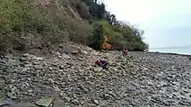 Fossil Beach showing a relatively recent cliff fall.