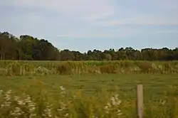 Cornfield on Foster Road