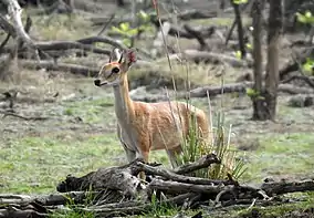 A four-horned antelope