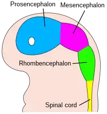 The embryo's brain at four weeks