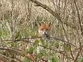 Fox in undergrowth