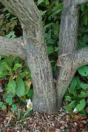 Trunk bark