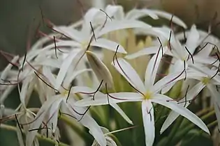 Inflorescence, Fraser Island, Australia