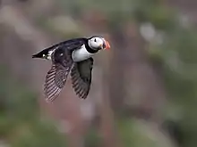 In flight