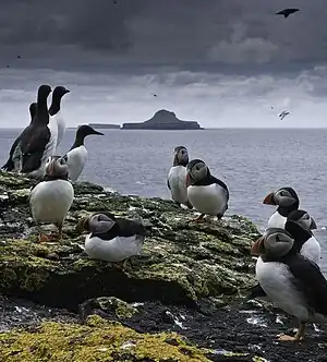 Image 20Puffins and guillemots on Lunga in the Treshnish Isles, with Bac Mòr (known as Dutchman's Cap for its distinctive shape) in the background.<Photo credit: Simaron