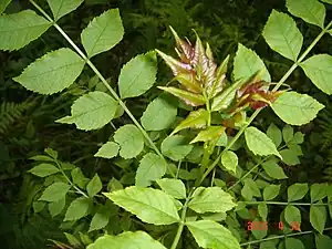 Ash (Fraxinus excelsior)