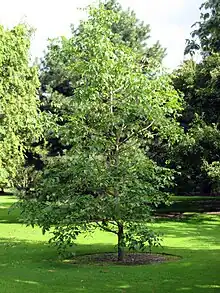 Pumpkin ash (Fraxinus profunda)