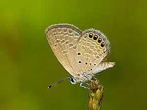 Ventral view