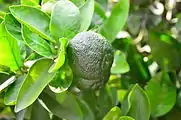 Tangerine in the Subtropical Botanical Garden