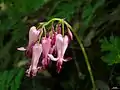 A cluster of opened flowers