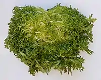 Frisée