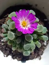 flowers on a succulent