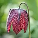 Flower of Fritillaria meleagris showing bell shaped perianth with tesselated segments