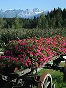 Panorama of Seefeld with the Alps in the background