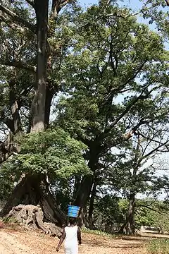 Fromager (Kapok) trees at Diembéring