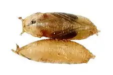 Pupae