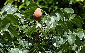 Fruit with leaves