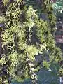 Letharia growing with Bryoria sp. on pine branches near Blackpine Lake, Washington