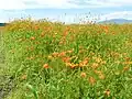 Yellow Cosmos