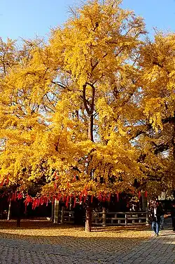 Ginkgo tree in autumn at Dinglin Temple in the Fulai Mountain Scenic Area