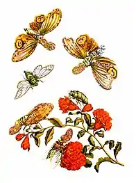 The fictional version of themetamorphosis of F. laternariaMaria Sibylla Merian, 1705