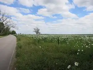 Wildflowers on Winner-Foster Road south of Fulshear