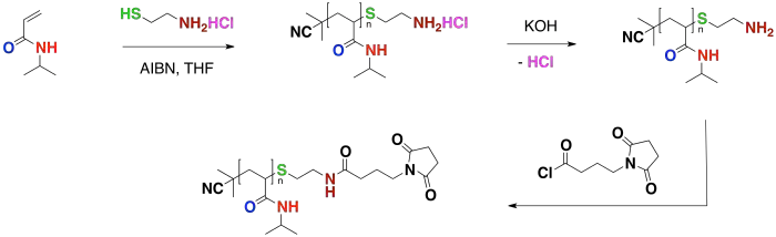 Functionalization CTA Scheme 3 of PNIPA