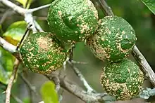 "Elsinoë fawcettii" on rough lemon fruit