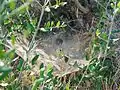 Funnel web of Agelena orientalis