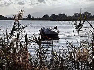 Furiani fishermen bringing crates to hold eels to be sold in Sardinia