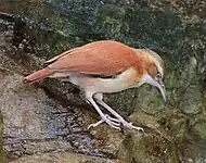 Pale-legged hornero