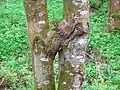 Two ash trees fused together