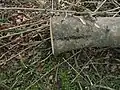 Fused ash trees, side view (Fraxinus excelsior)