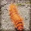 Fuzzy orange caterpillar