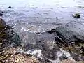 This beach is called the Wakering Stairs and belongs to the Ministry of Defence and can be accessed at their discretion.  It is full of rocks and military debris.