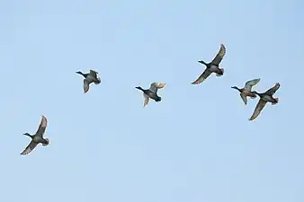 Gadwalls in flight