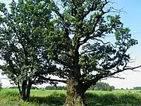 Gāguļu oak