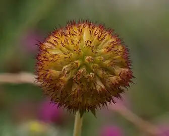 Darker seedhead