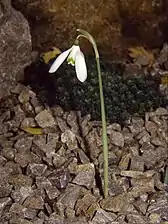 Flowering in autumn without leaves (in cultivation)