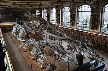 Half of the Gallery of Comparative Anatomy, ground floor of the building.