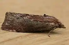 A dark brown moth with its wings folded