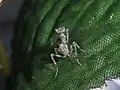 First instar P. virescens nymph