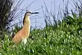 Squacco heron (Ardeola ralloides) can be watched at Arrocampo Reservoir